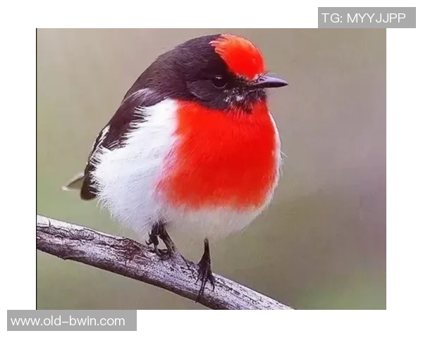 足球场惨案背后的真相与反思如何避免悲剧重演的深刻思考 足球场惨案背后的真相与反思如何避免悲剧重演的深刻思考